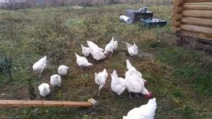 Продолжаем рассказ о содержании бресс-гальской породы.