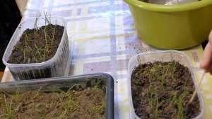 Выращивание рассады лука Эксибишен и Халцедон.