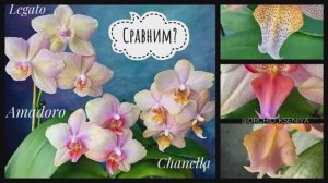 Legato | Chanella | Amadoro | Обзор-сравнение популярных сортов орхидей Амадоро, Шанелла и Легато ?