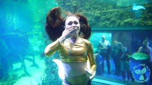 Mermaid show in Moscow / Шоу русалок в Крокус Океанариуме