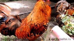 12+ Pavlovskie #roosters  and the watering can Петухи атакуют Незваную лейку