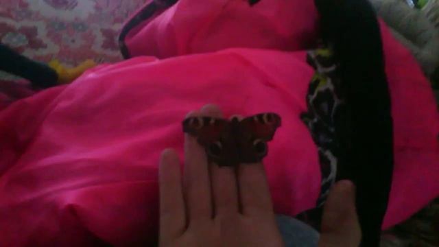 Бабочка родилась у нас на даче смотреть онлайн