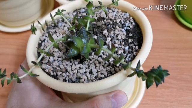 Денежное дерево и мир суккулентов. смотреть онлайн