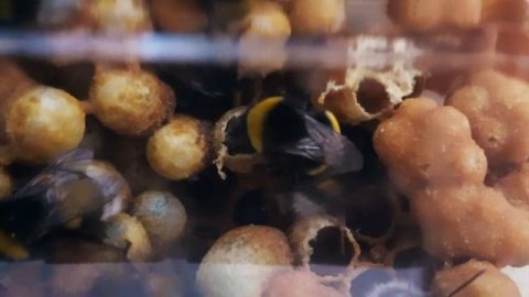 Рождение шмеля (Birth of Bumblebee)