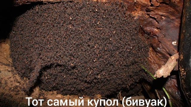 Кочевые муравьи Eciton burchellii | Артëм Паук смотреть онлайн