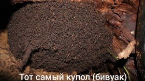 Кочевые муравьи Eciton burchellii | Артëм Паук