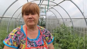Помидоры в теплице. Тонкости ухода от практика. (15.06.16 г.)