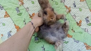 Декоративный кролик минор мальчик