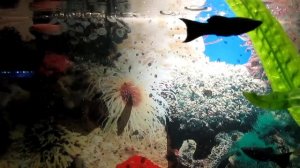 Моллинезия и мальки моллинезии