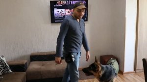 Тактическая шлейка для Немецкой овчарки - Арчи 10 месяцев