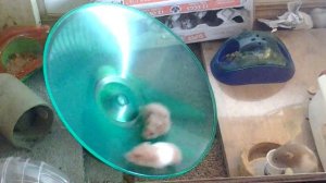 Хомяки на тренинговой беговой тарелке