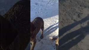 Щенок Дратхаара 3 месяца?? #дратхаар#