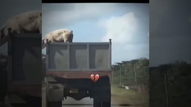 СМОТРИ И СМЕЙСЯ