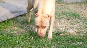 Знакомство Тинки с щенками питбуля ! Муса обижает Кими. Щенки залюбили Тинку и она их тоже !