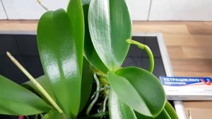54. Бактериальная пятнистость на листьях орхидеи, что делать? Обзор орхидей на начало декабря 2019