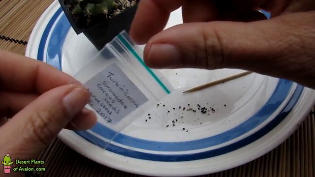 Propagating Cacti - Harvesting Cactus seeds - Turbinicarpus swobodae смотреть онлайн