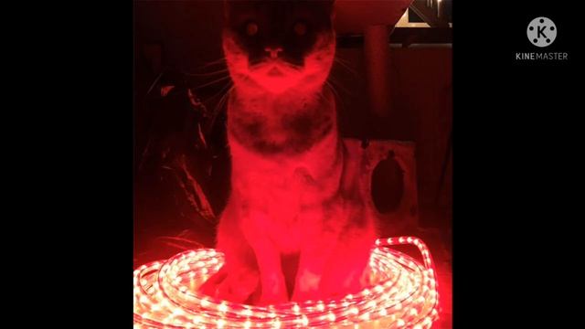 Demonic little gray cat - Phase 1  2