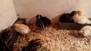 Чем кормить перепелов 10 сутки / Выращивание  и содержание Часть 3