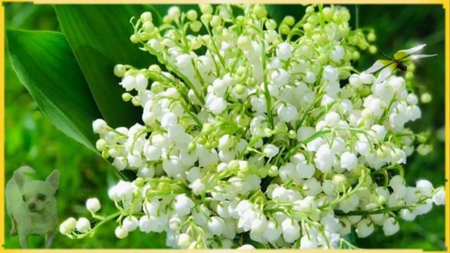 С добрым утром.Оптимизма и сил.Удачного дня. смотреть онлайн