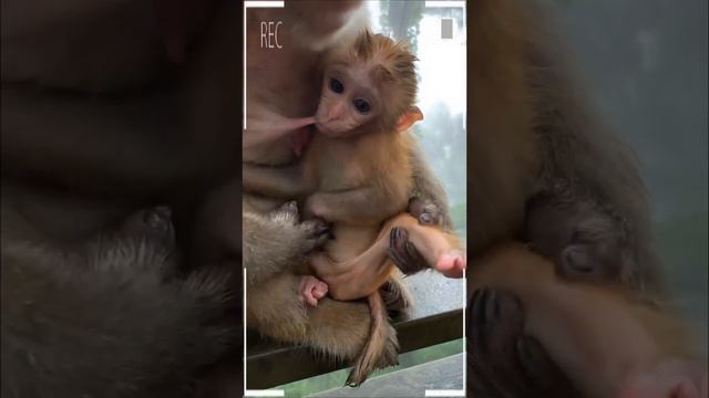 The Best of Monkey Videos - A Funny Eating Monkeys Compilation Ep207