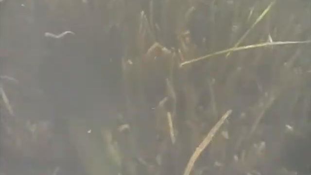 Щука на спиннинг 6.avi смотреть онлайн