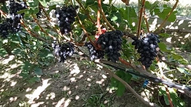 @ДЕГУСТАЦИЯ. Виноград Черный кристалл Виноград 2021 смотреть онлайн