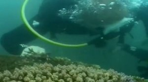 Дайвинг, город Сания, остров Хайнань 2004 год.