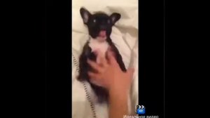 Французский бульдог орет