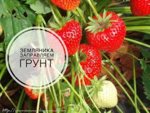 Дачные сезоны с Мариной Рыкалиной. ЗЕМЛЯНИКА.