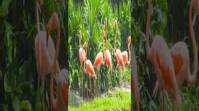 wild animal video : - flamingo , flamingo into rain , cute flamingos video , ??