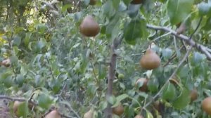 Груша зимний сорт Юта (pear Uta). Новинка в Украине.