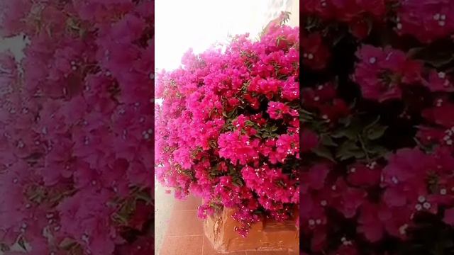 pink bougainvillea in bloom super beautiful  #Orpha