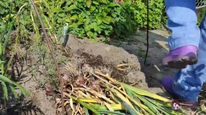 А БУДЕТ ЛИ УРОЖАЙ ОЗИМОГО ЧЕСНОКА, ПОСАЖЕННОГО ВЕСНОЙ?