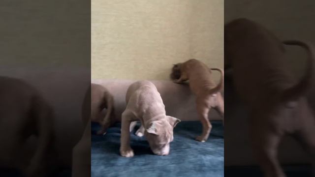 #прайтер##голубойщенок #голубойщенок #pitbull #питбультерьер #продажащенков #saledog