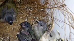 Причины неоплода и пути решения проблемы