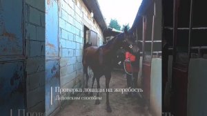 Как проверить лошадь на жеребость дедовским способом? Лошади в Исламе