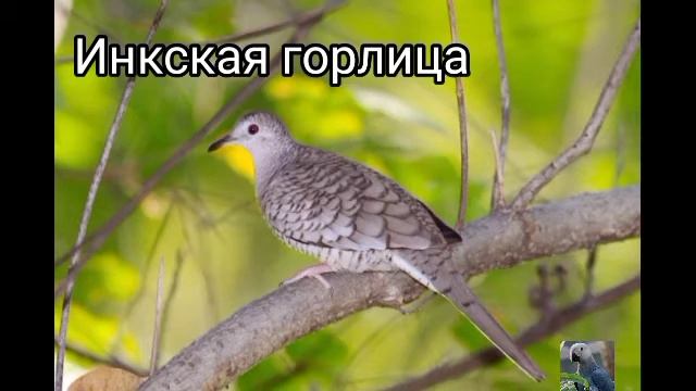 Земляные горлицы (виды) смотреть онлайн