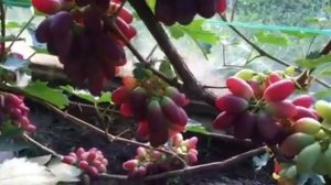 Виноград Монтидор  в 2019г