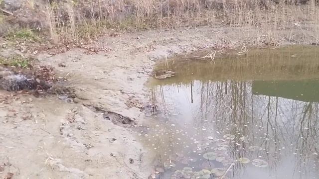 как будут зимовать Нимфы. смотреть онлайн