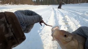 С ЛУНКИ ПО РЫБКЕ И ПОЧТИ МЕШОЧЕК ПОЛУЧИЛСЯ)))! ДЛЯ РЫБАЛКИ ЕТЫ-ПУР САМОЕ КЛЁВОЕ МЕСТО В ЛЮБОЙ ДЕНЬ!