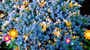 Можжевельник чешуйчатый Floriant. Краткий обзор, описание характеристик, где купить саженцы