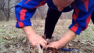 Прививка персика на сливу черенком.