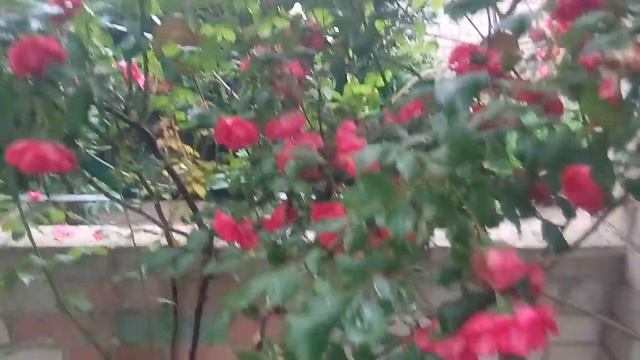 УДИВИТЕЛЬНЫЕ РОЗОВЫЕ КОЛОКОЛЬЧИКИ 11.06.2019 смотреть онлайн