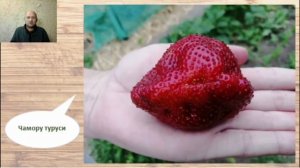 Секреты выращивания ЗЕМЛЯНИКИ.  Подкормки, защита от нематоды, клеща, долгоносика. Верхозин Юрий