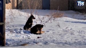 Стая собак загнала детей на забор