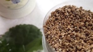 Фиалки для начинающих. Размножение. Часть 1.mp4