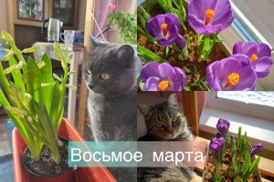 Восьмое марта