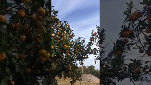 Мандарины Абхазские/САМЫЕ ВКУСНЫЕ МАНДАРИНЫ смотреть онлайн