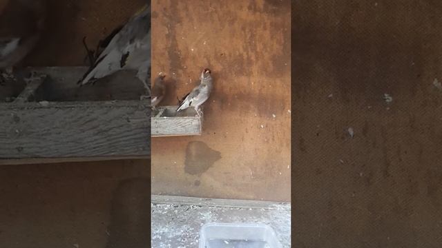 Любов и сон я тебя найду и буду тебя целовать щеглы по влюбился смотреть онлайн