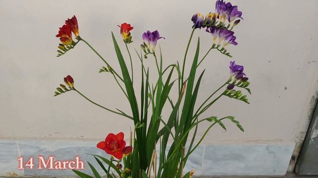 How to Grow Freesia from Bulb | Fragrant Flower | Complete Season 20 with Updates смотреть онлайн